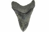 4.07" Fossil Megalodon Tooth - South Carolina - #168178-1
